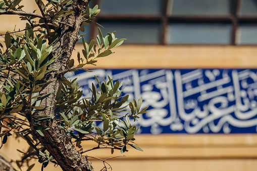 Olive tree and mosque in the background