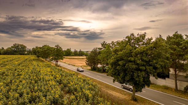 istock Sunflower field at sunset 1587855867