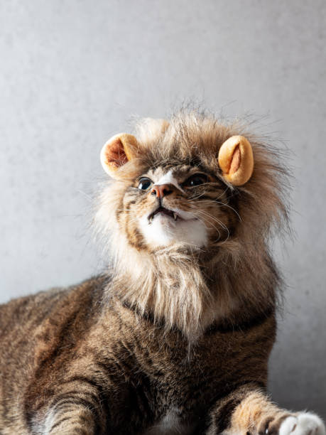 istock Cat wearing a lion headband 1587860041