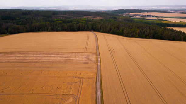 istock Landscape in Moravia, Field with grain 1587862124