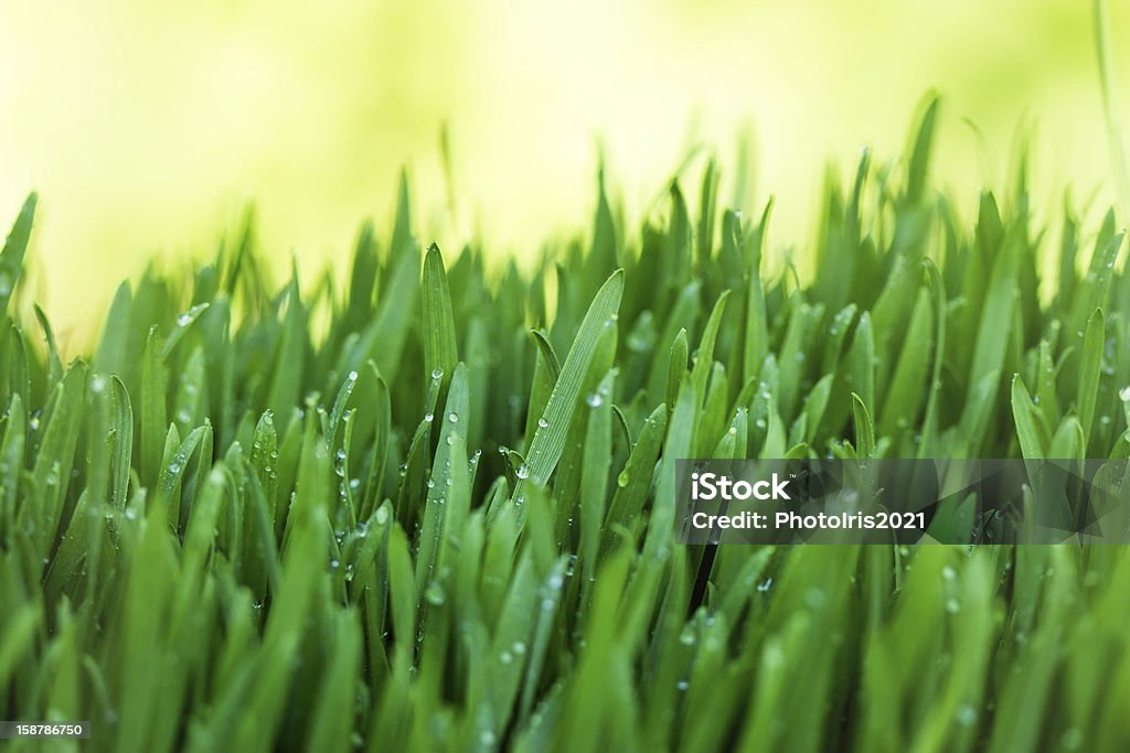 Fresca hierba de - Foto de stock de Agua libre de derechos