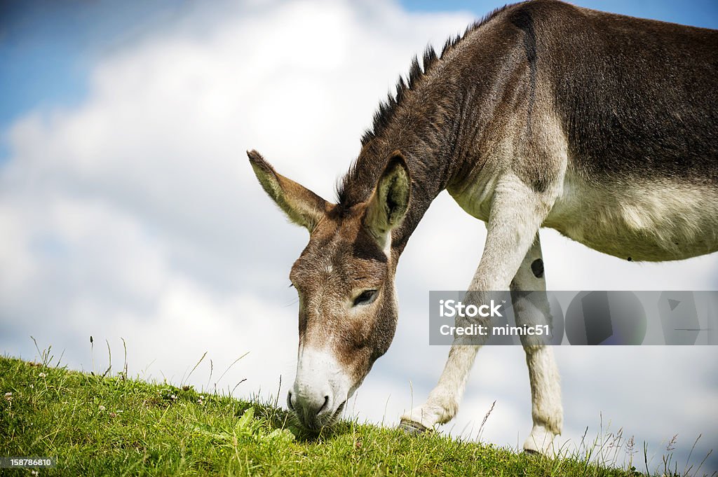 Norfolk Broads, Donkey al pascolo in erba - Foto stock royalty-free di Ambientazione esterna