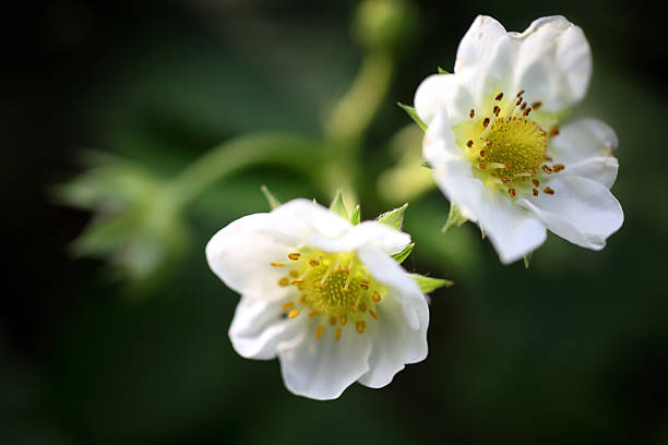 Wild strawberry flower in gossamer backlit  light and bokeh background