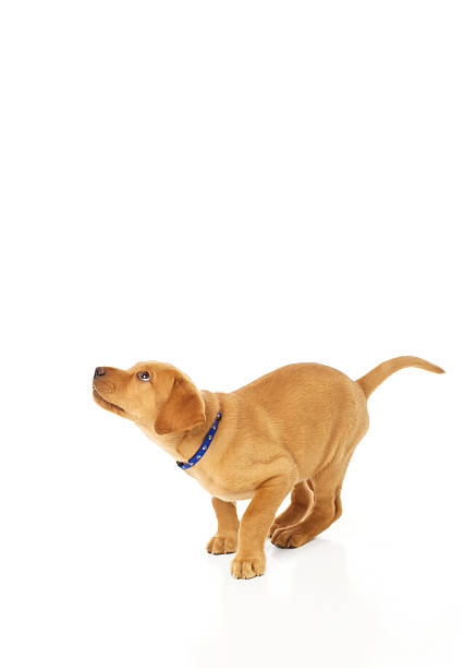 istock Cute Labrador Puppy Preparing to Pounce 158786894