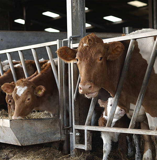 istock Jersey Cow and Calf in Cowshed 158786964