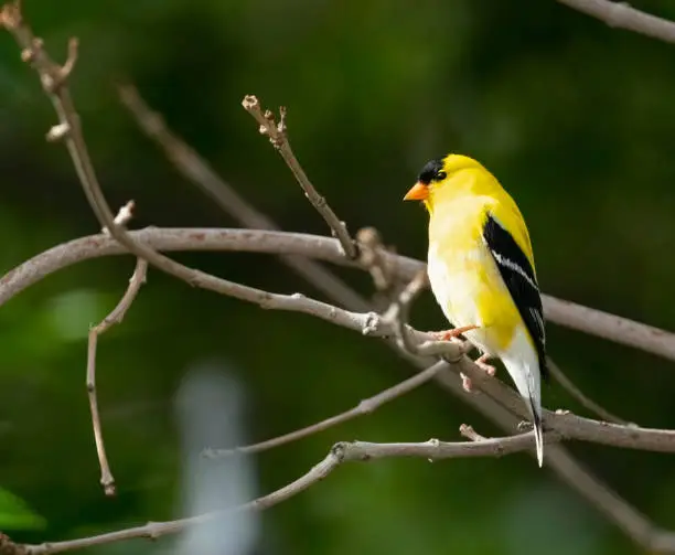 A single American Goldfinch perched in a tree