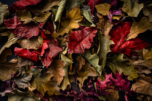 Autumn dry fallen leaves background