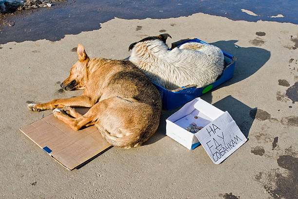 istock Stray dogs sleeping on the ground 158787363