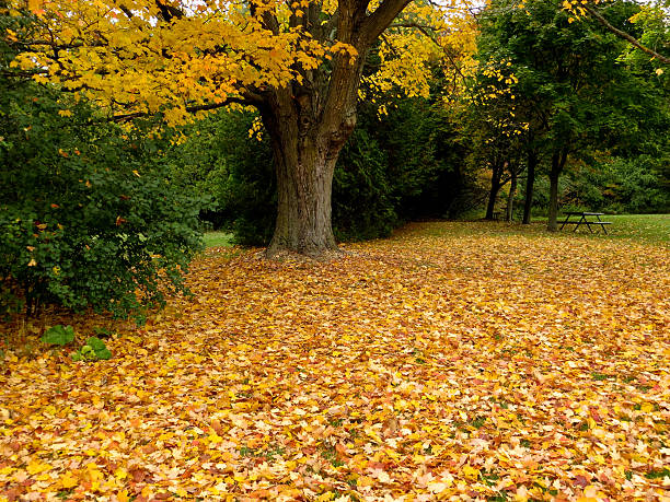 Autumn Autumn colors in the park. trishz stock pictures, royalty-free photos & images