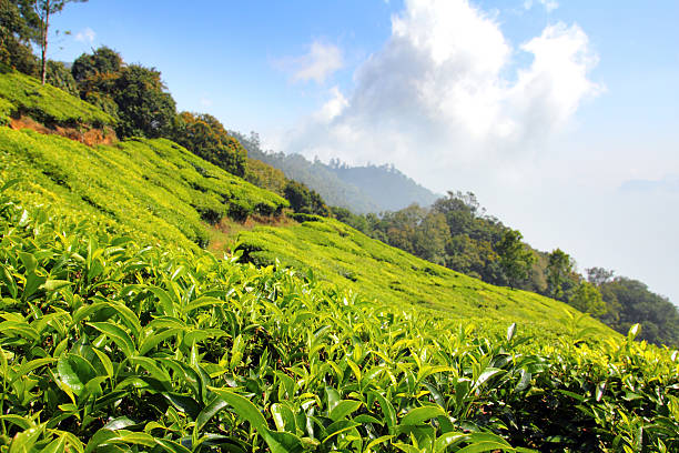 istock mountain tea plantation in India 158788944
