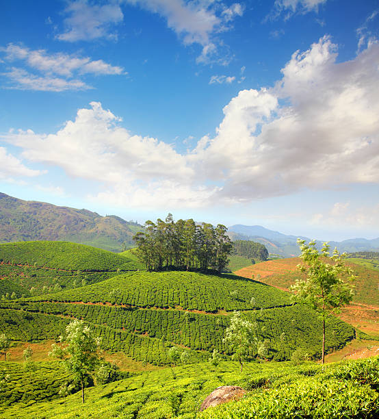 istock mountain tea plantation in India 158788945