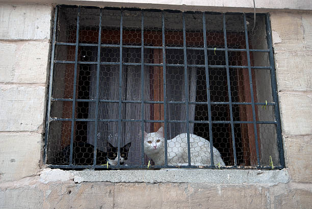istock Cats in front of the window 158791965
