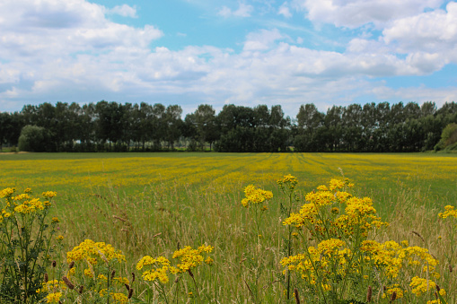 Field of yellow flowers in a park in Den Bosch (‘s-Hertogenbosch) with common ragwort in the foreground