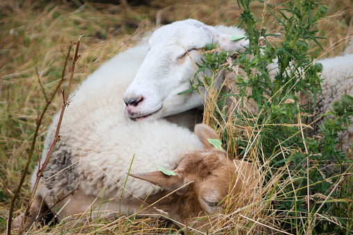 Sheep napping on top of each other during a hit summer day, near the Meuse river in Den Bosch (‘s-Hertogenbsoch)