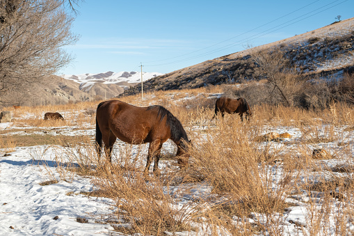 Horses graze in winter in a mountainous area. Beautiful wild horses in nature. clear blue sky.