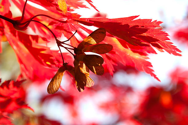 semi di acero rosso al sole - maple keys seed maple tree red foto e immagini stock