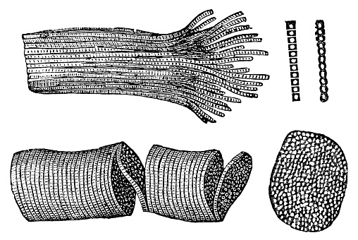 Medical illustration of human muscle fibre at various levels of magnification. Vintage etching circa 19th century. Top left going counter clockwise; muscle fascicle of multiple fibers, individual muscle fiber with transverse sections, one cross section of fiber, and myofibril cells seperated.