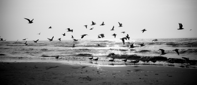 Seagull flying on the seashore at sunset, North Sea, Netherlands. Little of grain added for the mood, vignetting for balance composition. The image is processed from 16 bit RAW files in sRGB colorspace, black and white.