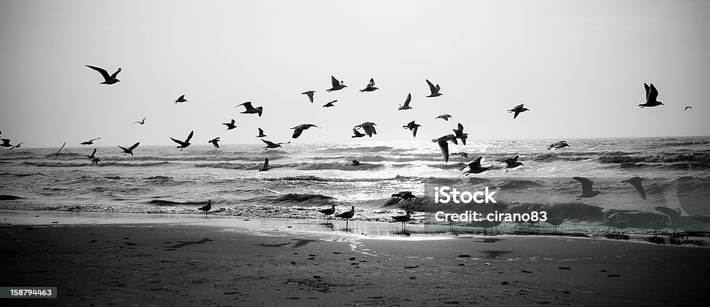 Seagulls Flying On The Seashore At Sunset Seagull flying on the seashore at sunset, North Sea, Netherlands. Little of grain added for the mood, vignetting for balance composition. The image is processed from 16 bit RAW files in sRGB colorspace, black and white. Black And White Stock Photo