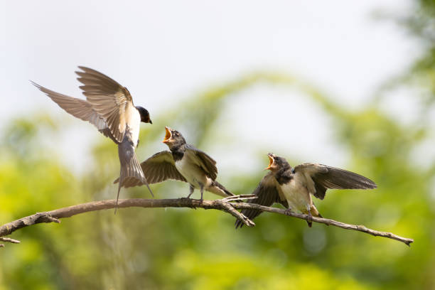 istock Sick swallow chicks wait for their mother 1587946004
