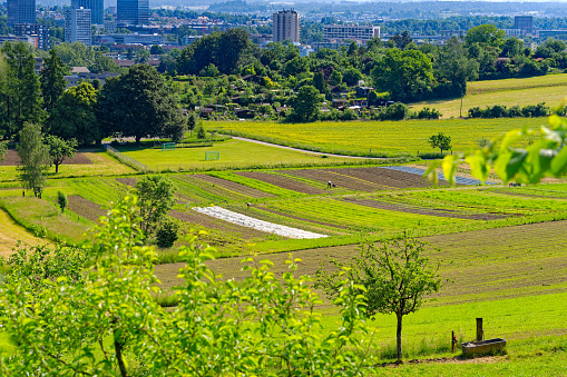 Scenic view of farmland with agriculture field and football field in the background at City of Zürich on a sunny late afternoon spring day. Photo taken June 1st, 2023, Zurich, Switzerland.