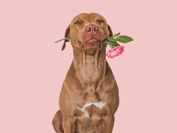 istock Cute brown puppy and bright flowers. Closeup 1587949507
