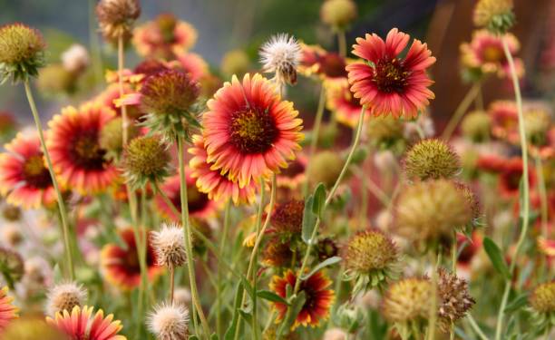istock Gaillardia Flowers 1587961747