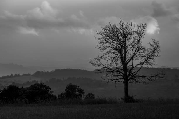 Lonely tree, in silhouette cloudy sky in Georgia