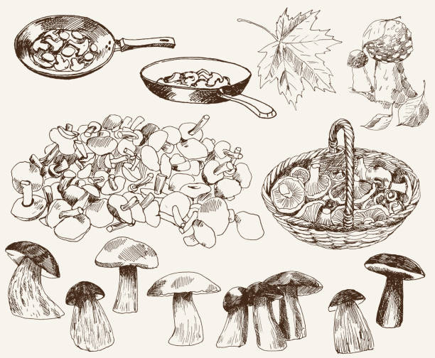 自然の贈り物： マッシュルーム - edible mushroom fungus chanterelle set点のイラスト素材／クリップアート素材／マンガ素材／アイコン素材