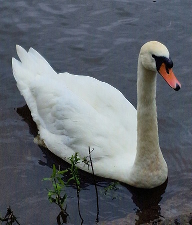 Swan floating in lake
