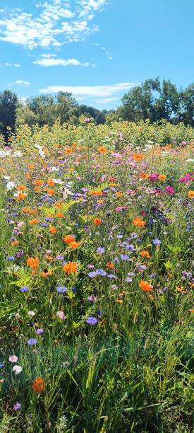 Wildflowers in Summer stock photo