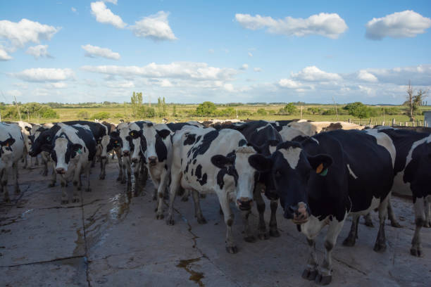 istock dairy cows in milking parlor, waiting to be milked 1587990993