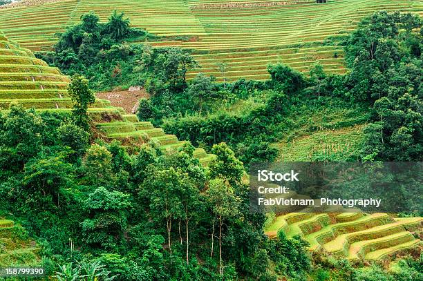Arroz Dourado Sobre O Campo Com Terraço - Fotografias de stock e mais imagens de Agricultura - Agricultura, Ajardinado, Ao Ar Livre
