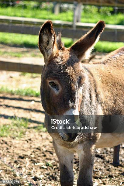 Photo libre de droit de Mule banque d'images et plus d'images libres de droit de Agriculture - Agriculture, Animaux domestiques, Apprivoisé