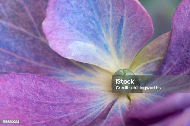 Hydrangea Hortensia Blue Stock Photo - Download Image Now - Blue, Bush, Close-up