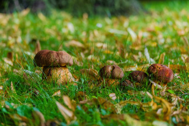 wild mushroom at the grass in forest, close up shot