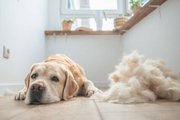 Labrador and Bunch of dog hair after grooming. Spring molt Labrador and Bunch of dog hair after grooming. Grooming undercoat dogs. Labrador retriever. Concept hygiene and care for dogs. Problem spring molt pet. molting stock pictures, royalty-free photos & images