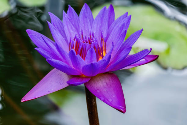 istock Beautiful blossom waterlily or lotus flower in pond 1588020607