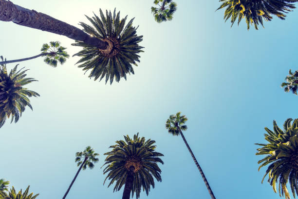 istock A perfect summer day and tall palms 1588034462