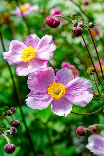 Macro shot of a bright pink  thimbleweed (Anemone hupehensis) in the sun.