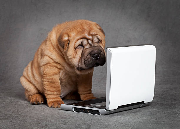 Shar-Pei puppy dog with DVD player Shar-Pei puppy dog watching DVD player with attention. mini shar pei puppies stock pictures, royalty-free photos & images