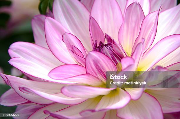 Fioletowy Kwiat Dalia Zbliżenie - zdjęcia stockowe i więcej obrazów Bez ludzi - Bez ludzi, Część, Dalia