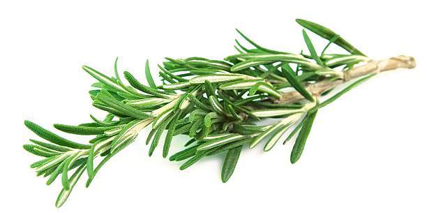 istock Twig of rosemary 158805955