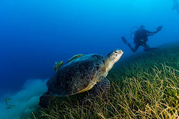 グリーンタートルキックアップ、雲の沈泥 - turtle green sea turtle silhouette sea ストックフォトと画像