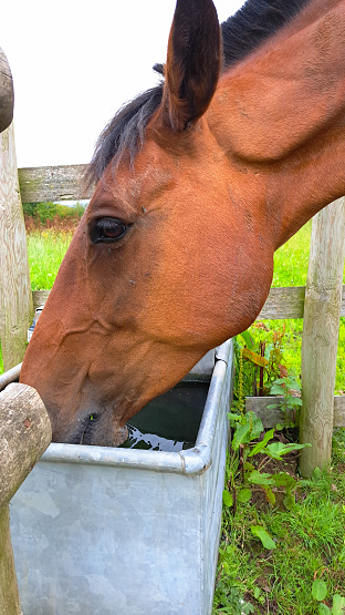 Close up shot of bay horse drinking water from a water trough on a warm summers day.