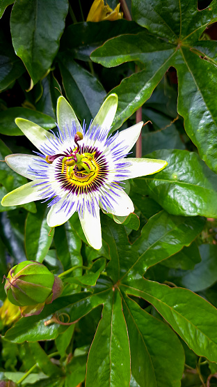 Blue crown passion flower, exotic and beautiful growing up wall in garden.