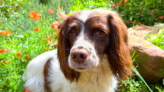 Close up shot of brown and white spaniel dog standing in old sandstone quarry which is being reclaimed by nature and is full of beautiful poppy flowers