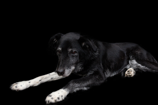 Beautiful old black and white Labrador dog lies daydreaming set against a black background.