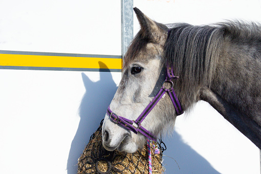 Head shot of dapple grey horse tied up by horse trailer with a hay net waiting to be ridden.