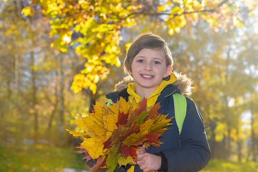 happy boy holding yellow maple leaves in his hands, child walking in autumn park